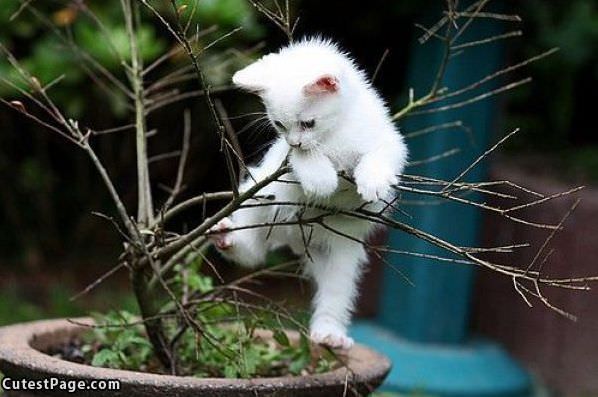 Kitten Tree Climber