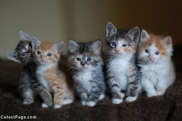 Kittens Lined Up