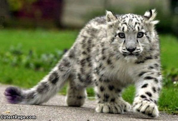Kitty