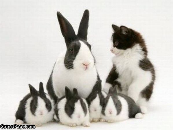 Kitty And Bunnies