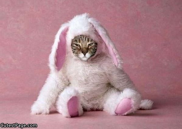 Kitty Bunny