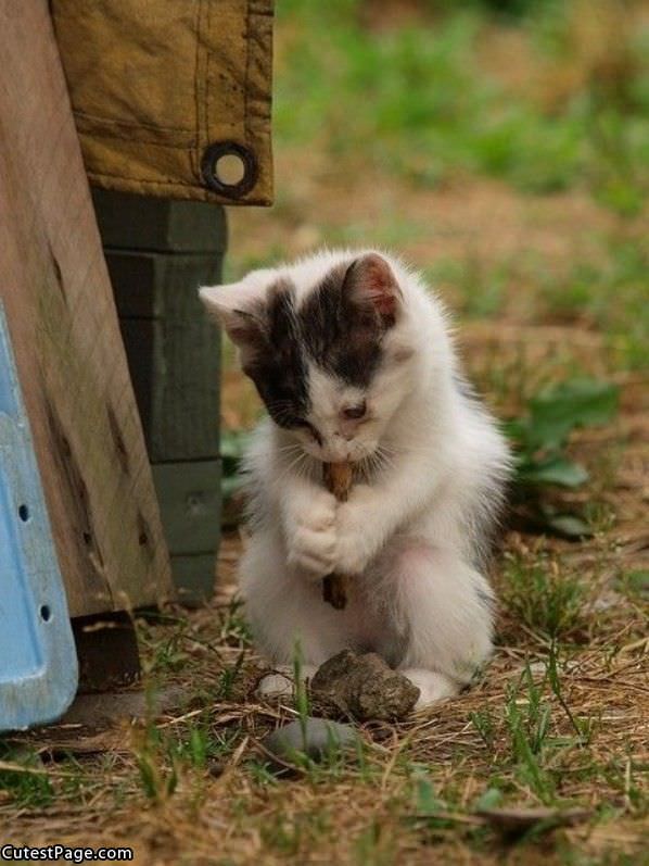 Kitty Chewing On Something