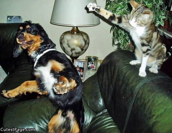 Kitty Dog Fight