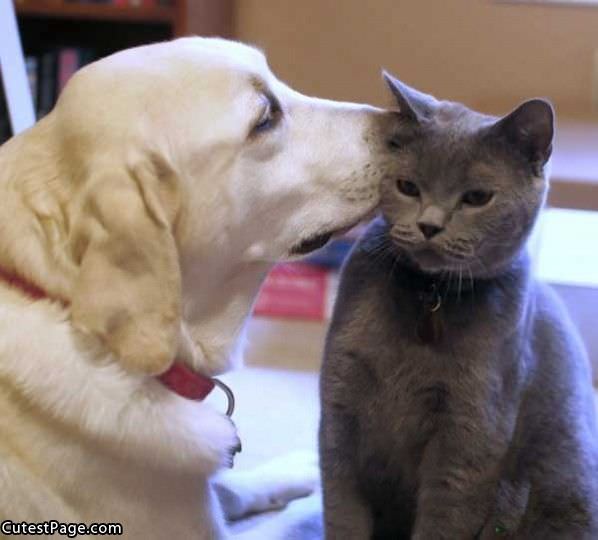 Kitty Dog Kiss