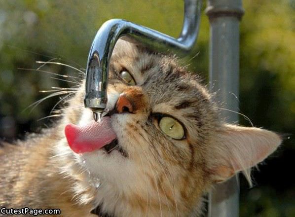 Kitty Drinking