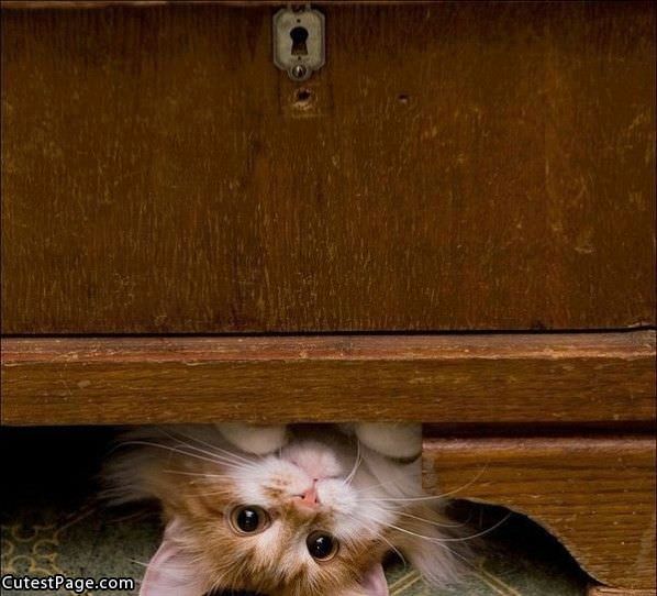Kitty Hiding