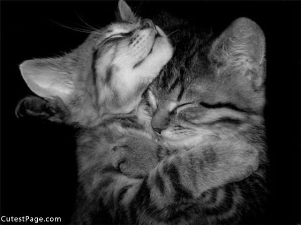 Kitty Hugz