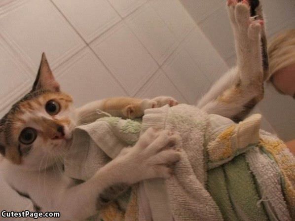 Kitty Showertime