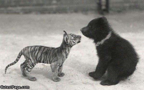 Kitty Vs Cub