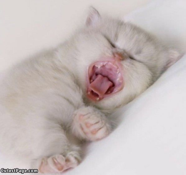 Kitty Yawn