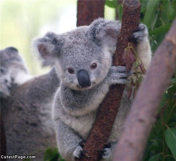 Koala