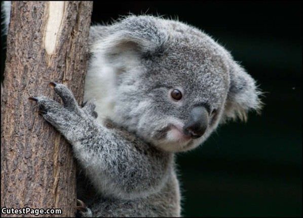 Koala 2