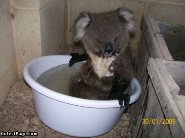 Koala Bath