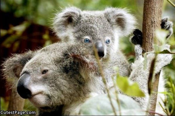 Koala Cute Bears