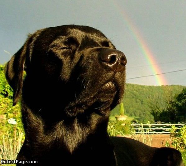 Lab Rainbow