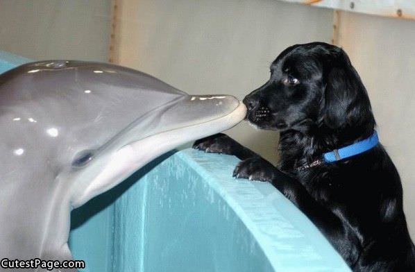 Lab Vs Dolphin