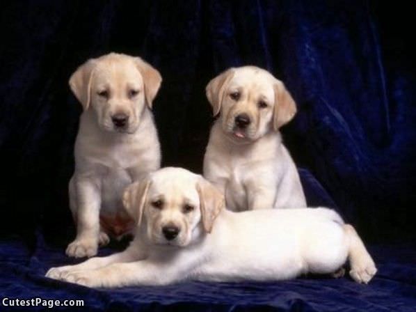 Labrador Puppies