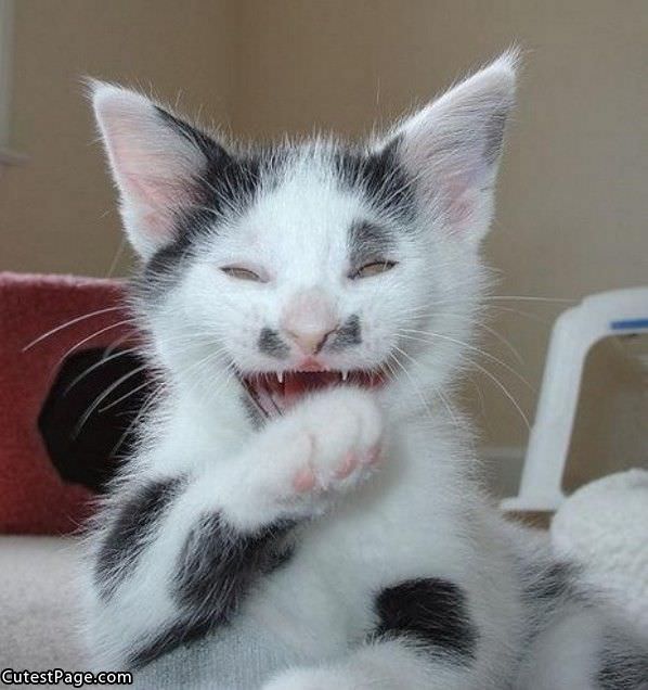 Laughing Cat