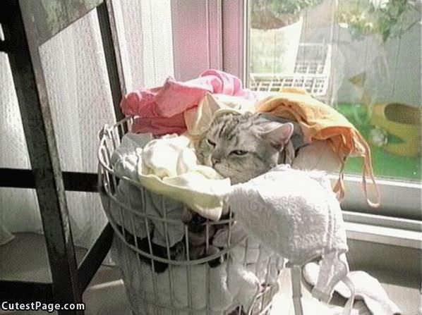 Laundry Day