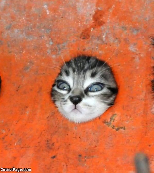 Let Me Out Of Here Kitten