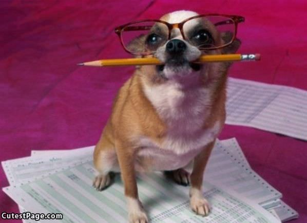 Library Cute Dog