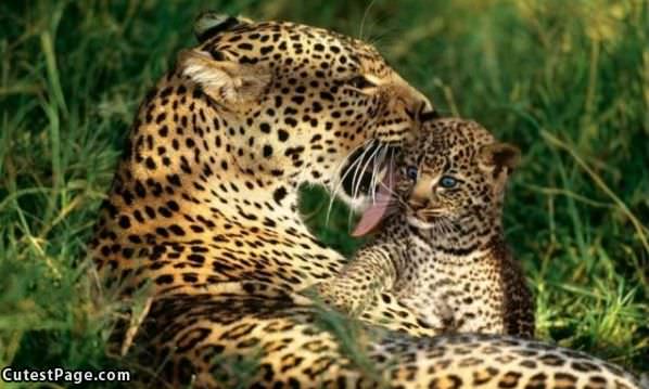 Licked Clean
