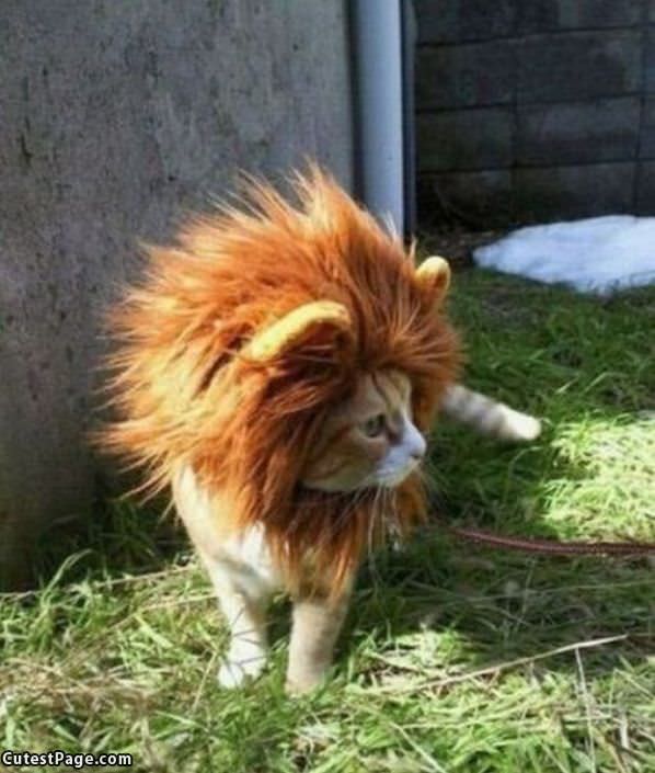 Lion Cat