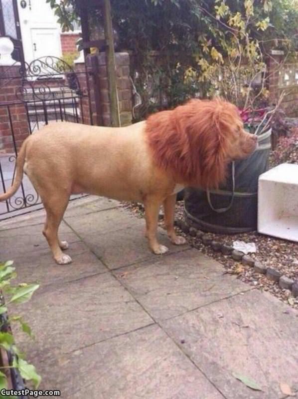 Lion Dog