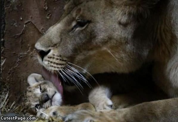 Lion Lick