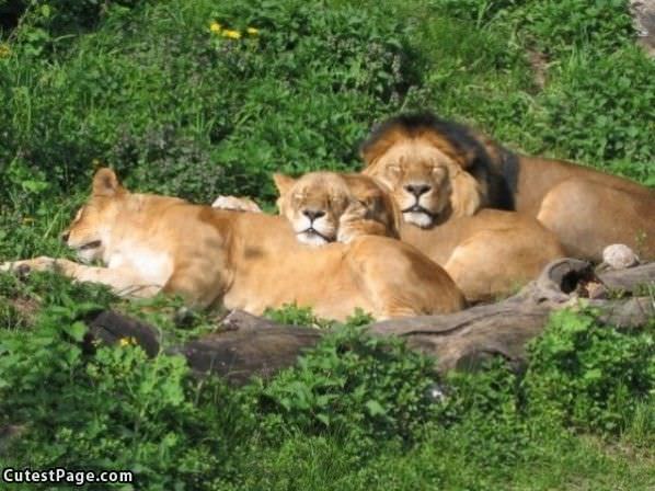 Lion Slumber Party