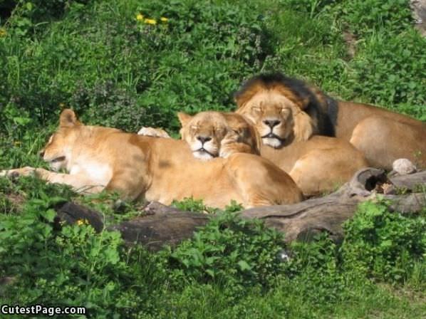 Lion Slumber Party