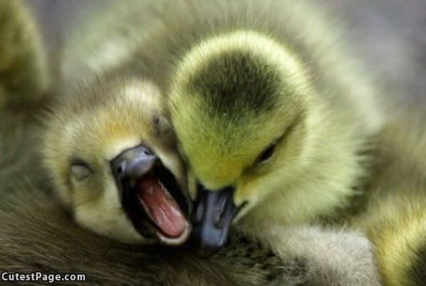 Little Baby Duckies