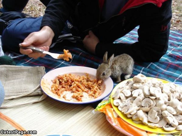 Little Bunny Nom Nom