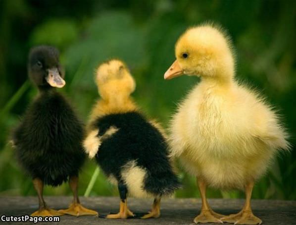 Little Chicks