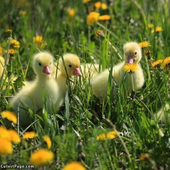Little Duckies