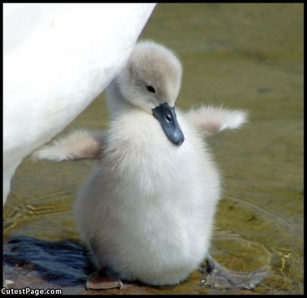 Little Ducky