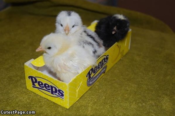 Little Peeps