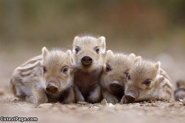 Little Piggies