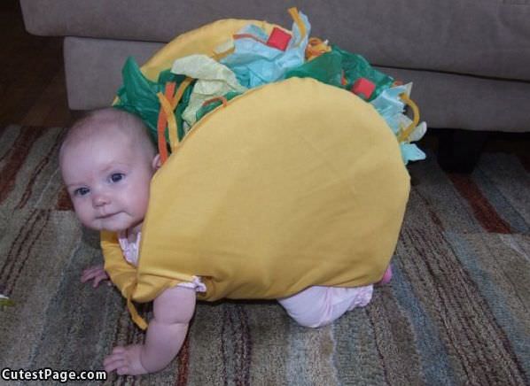 Little Taco