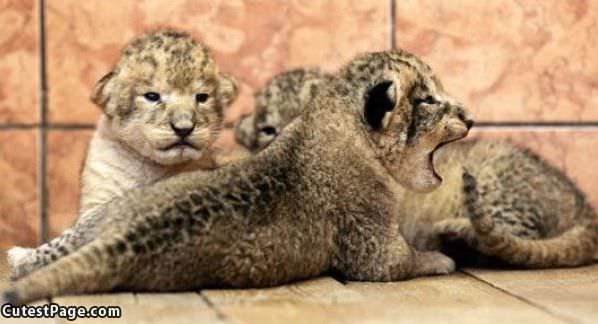 Little Yawn