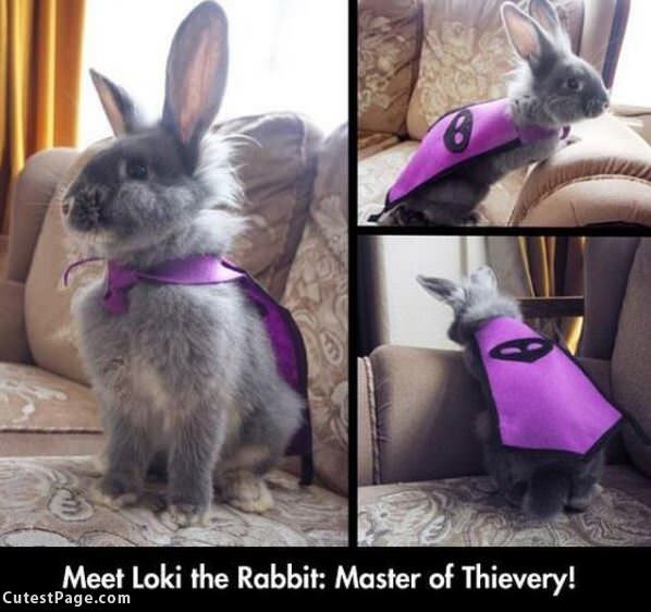 Loki The Bunny