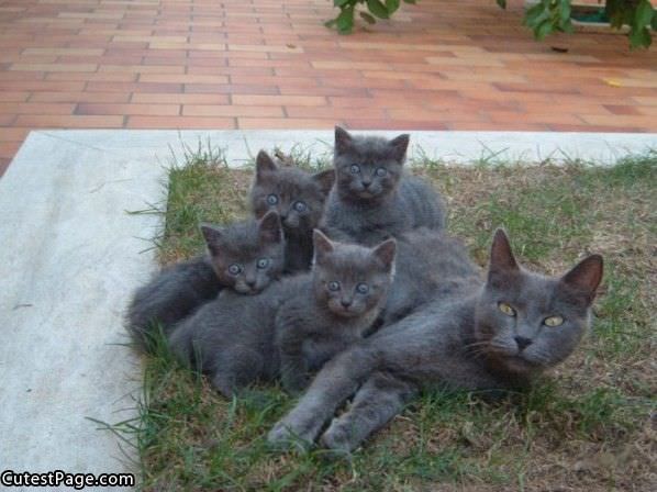 Lots Of Cats
