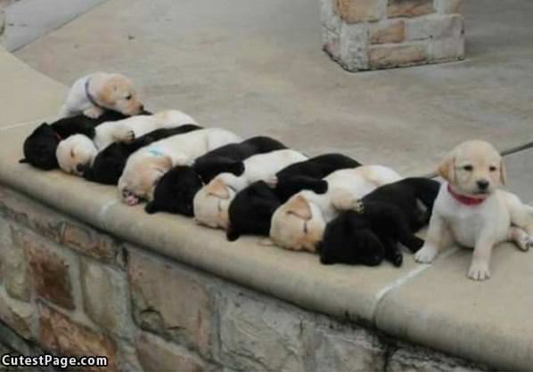 Lots Of Puppies