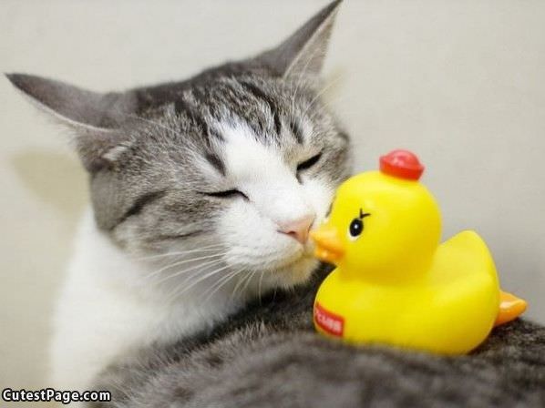 Mah Ducky