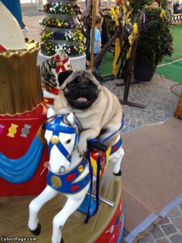 Merry Go Round Pug