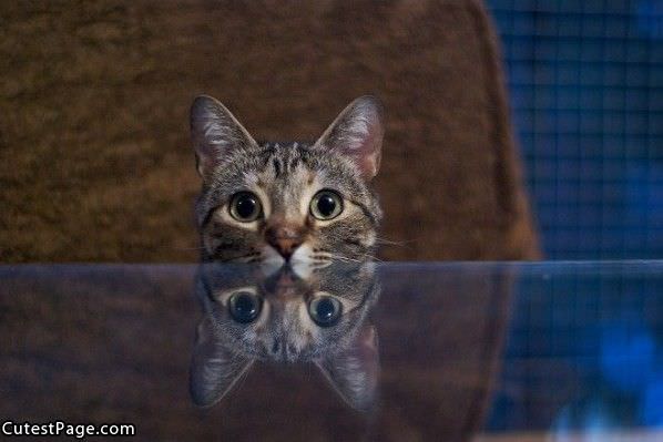 Mirror Cat