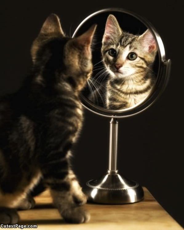 Mirror Mirror Cat