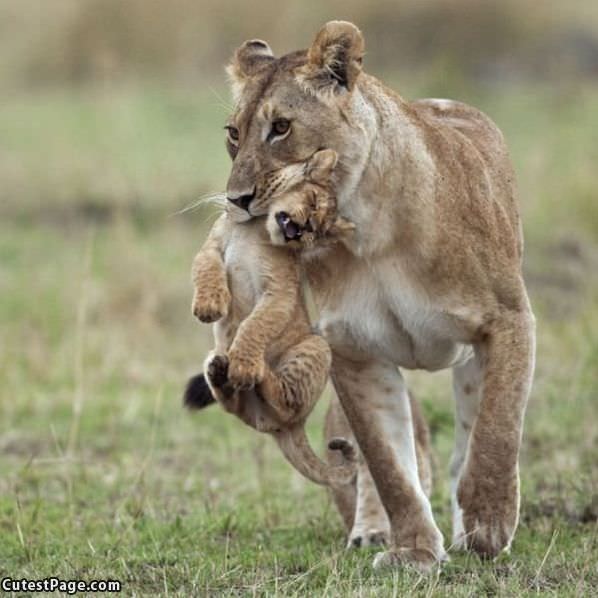 Moms Helping Hand