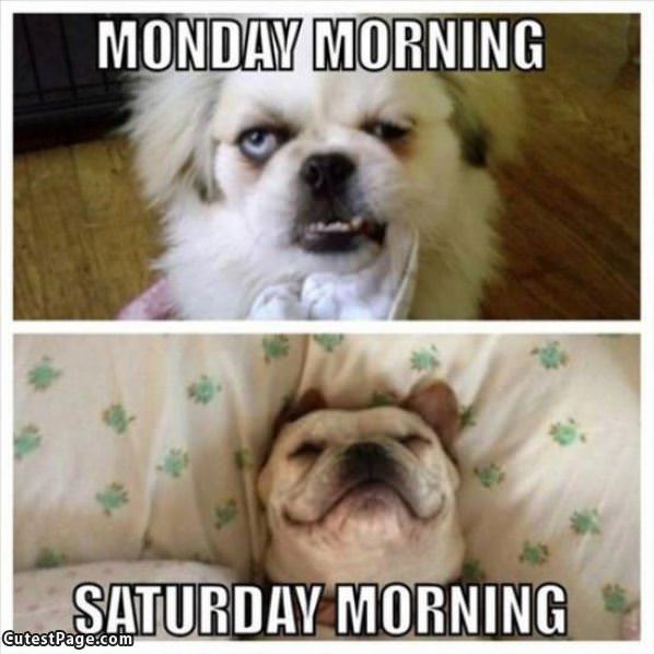 Mondays Vs Saturdays