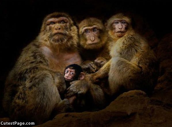 Monkey Family